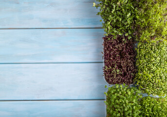 Set of boxes with microgreen sprouts of amaranth, rucola, watercress, mustard,  mizuna and kohlrabi cabbage.