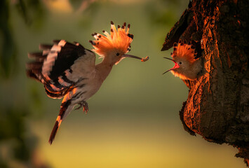 Eurasian hoopoe bird feeding juvenile ( Upupa epops )