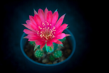 Cactus with flowers called 