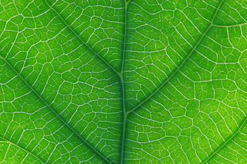 Beautiful Leaf Macro A Captivating CloseUp of Nature's Delicate Beauty