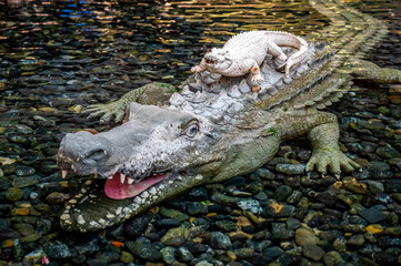 crocodile in the water