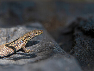 lizard on a rock