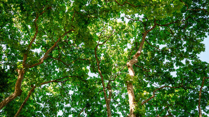 Bottom up view of leaves and trees, green background