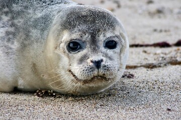 seal pip close up head shot