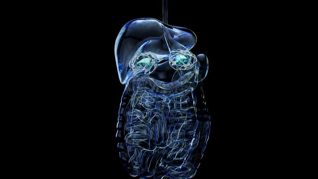 Abstract 3d anatomy view of adrenal glands