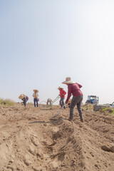 Collective effort: Group of farmers planting onions with determination