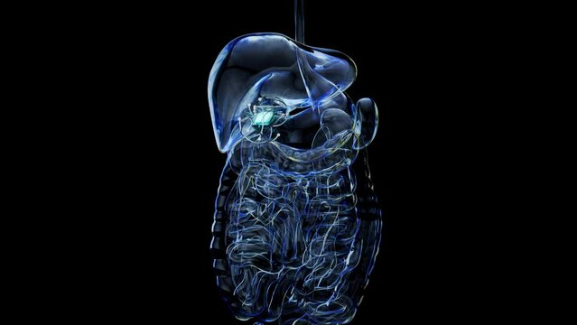 Abstract 3d anatomy view of the gallblader