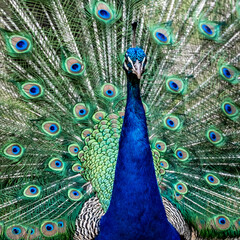 Obraz premium A peacock displaying its plumage on Lokrum Island In The Adriactic Sea Near Dubrovnik, Croatia