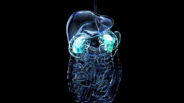 Abstract 3d anatomy view of kidneys