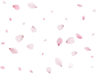 Flying Spring Cherry.