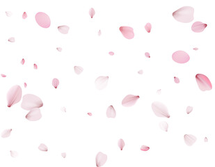 Flying Spring Cherry.