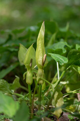 Arum maculatum green lily flowers in bloom in the forest, snakeshead flowering plant
