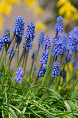 Fototapeta premium Muscari armeniacum ornamental springtime flowers in bloom, Armenian grape hyacinth flowering blue plants in the garden