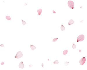 Flying Spring Cherry.