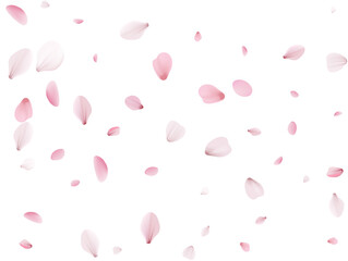 Flying Spring Cherry.