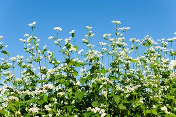 青空に蕎麦の花