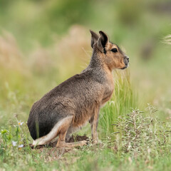 Patagonian cavi in Pampas grassland environment, La Pampa Province, , Patagonia , Argentina