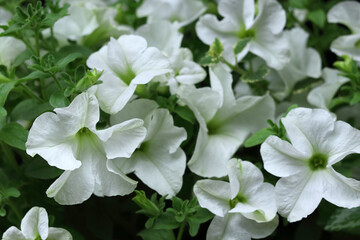 White Petunia close-up. Floral background of white blooming petunias. Petunia hybrida. Spring Floral background of white blooming petunia. Flowers background. Top view. 