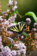Giant Yellow Swallowtail butterfly on a lilac tree