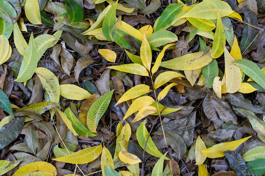 Yellow, green and brown autumn leaves from a pecan nut tree lying on the ground