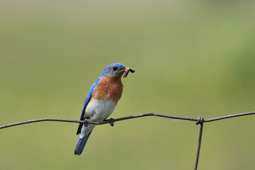 Male Eastern Bluebird perched on a fence with a caterpillar in its beak