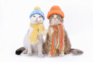 Fluffy Cat in a knitted scarf and hat sitting next to a white Cat in a yellow knitted scarf and blue hat on a white background. Portrait of two cats. Animal theme. Threads for knitting. Needlework