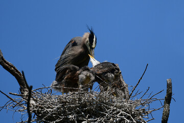 A mother feeding a nest of baby Great Blue Heron birds at a rookery