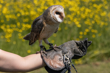 A brown Barn Owl perched on a glove at a falconry