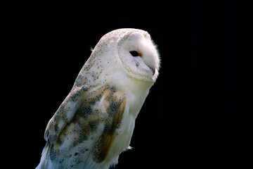 Portrait of a white Barn Owl on a black background