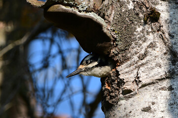 Female Hairy woodpecker looking out from the entrance to her nest