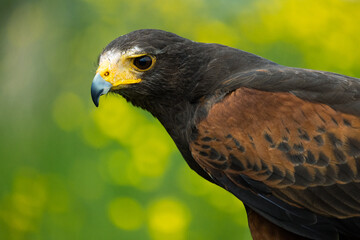 Portrait of a Harris Hawk bird of prey in a meadow