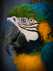 Close up portrait of a colourful Macaw Parrot