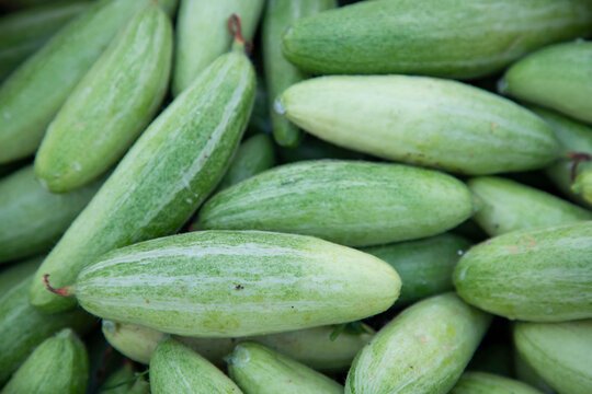 raw green pointed gourd texture background