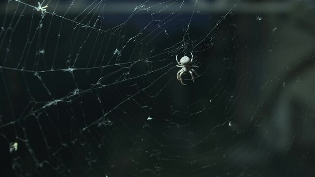 Close up, small white spider catches prey sitting on its web iridescent in morning sun. Spider on getting caught by flying flies.