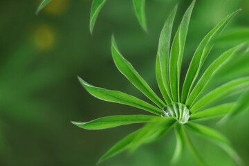 Fototapeta na wymiar Green Lupine leaves. Raindrop in the Lupin leaf. Dew, water after rain in the leaves. Morning dew. Beautiful transparent dew drop. Green sprouts of Lupine in spring garden. Plants after the rain