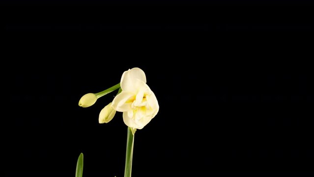 Narcissus. Blooming of beautiful white and yellow flowers on black background, Daffodil. Spring, easter. Timelapse. 4k