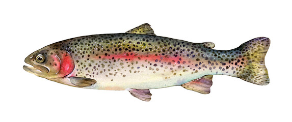 Watercolor rainbow trout (Oncorhynchus mykiss). Hand drawn fish illustration isolated on white background.