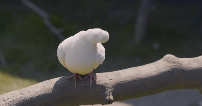 Close up of a White Dove perched on a branch