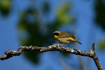 Male Common Yellow Throat Warbler perched on a branch