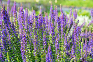 Fototapeta premium Blooming violet flowers growing on green field