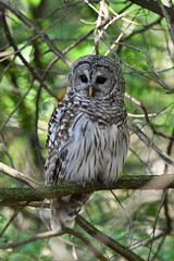 YesNo
Summer scene of a Barred Owl perched in a cedar forest looking around
