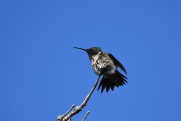 A male Ruby Throated hummingbird struggles to balance on a branch at the top of a tree