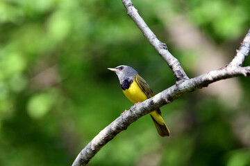 Fototapeta premium Cute little Mourning Warbler sits perched on a branch in a thicket