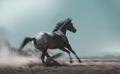 Appaloosa horse run