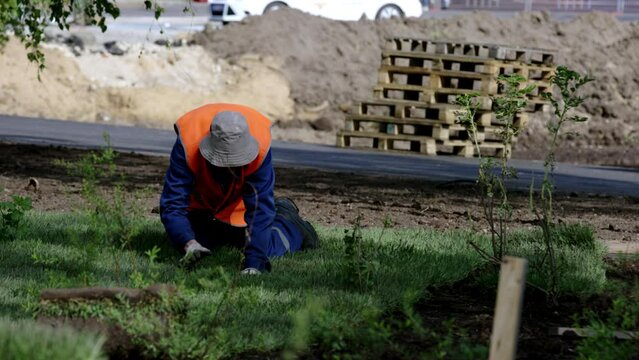 Man compacts green turf rolls with hands standing on knees in city park. City worker checks and cleans lawn accurately slow motion