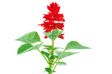 Red salvia flowers (Salvia splendens) isolated on a white background