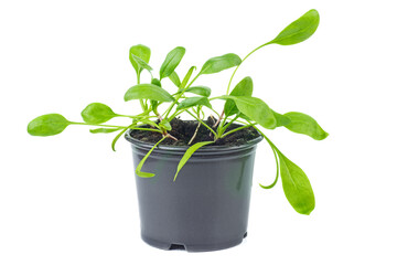 Spinach sprouts seeding in pot isolated on a white background