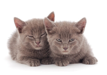 Two small kittens isolated.