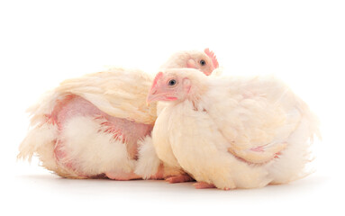 Two chicken or young broiler chickens.