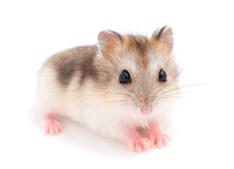 Dwarf gray hamster.